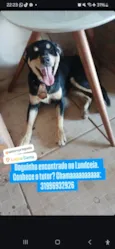 Lucas Perdigão
