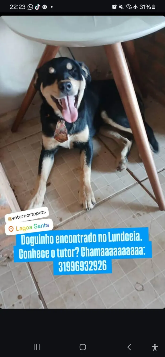 Cachorro ra a Rottweiler idade 7 a 11 meses nome Lucas Perdigão