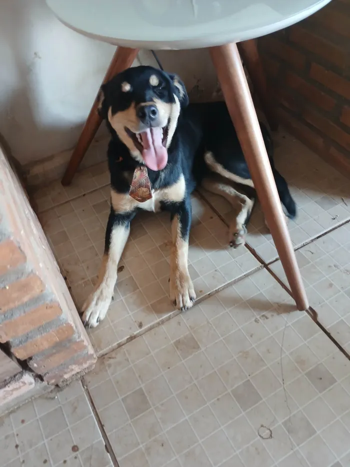 Cachorro ra a Rottweiler idade 7 a 11 meses nome Lucas Perdigão