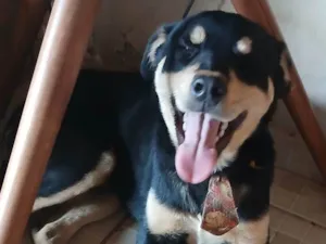 Cachorro raça Rottweiler idade 7 a 11 meses nome Lucas Perdigão