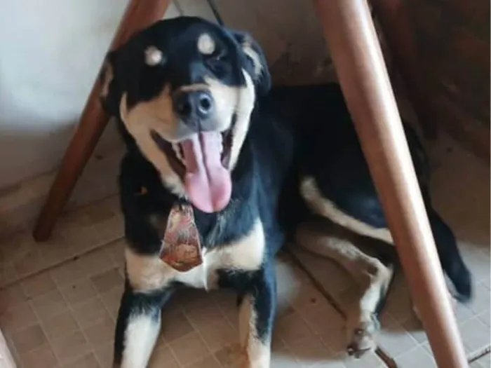 Cachorro ra a Rottweiler idade 7 a 11 meses nome Lucas Perdigão