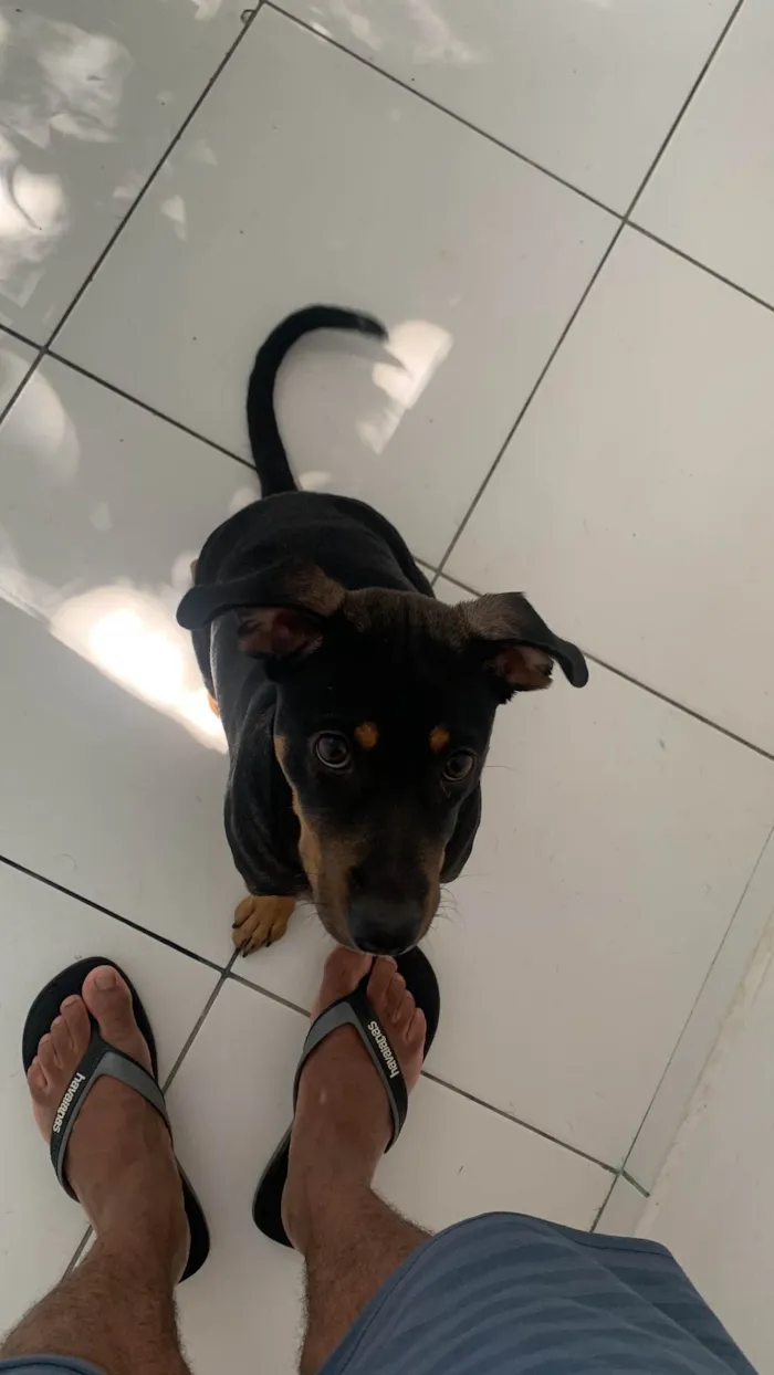 Cachorro ra a SRD-ViraLata idade 7 a 11 meses nome Max