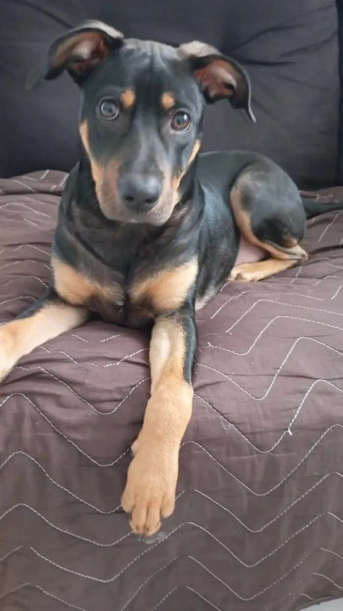 Cachorro ra a SRD-ViraLata idade 7 a 11 meses nome Max