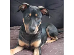 Cachorro raça SRD-ViraLata idade 7 a 11 meses nome Max