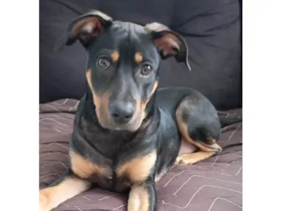 Cachorro raça SRD-ViraLata idade 7 a 11 meses nome Max