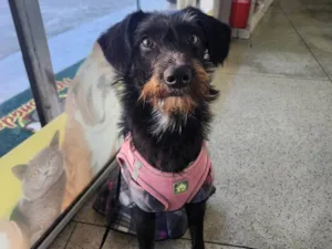 Cachorro raça SRD-ViraLata idade 7 a 11 meses nome Belinha