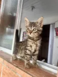 Gatos
