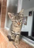 Gatos