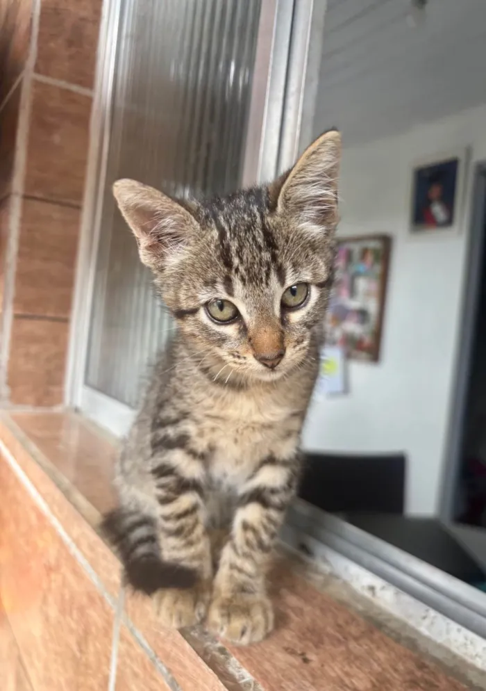 Gato ra a SRD-ViraLata idade 2 a 6 meses nome Gatos