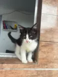 Gatos