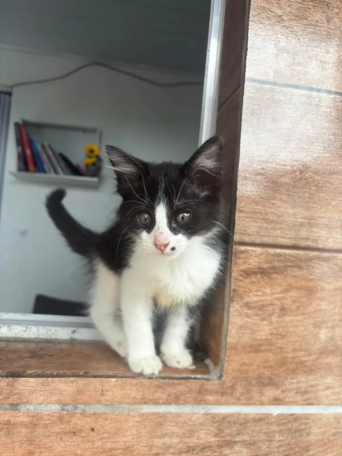 Gato ra a SRD-ViraLata idade 2 a 6 meses nome Gatos