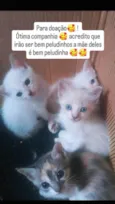 Gatos
