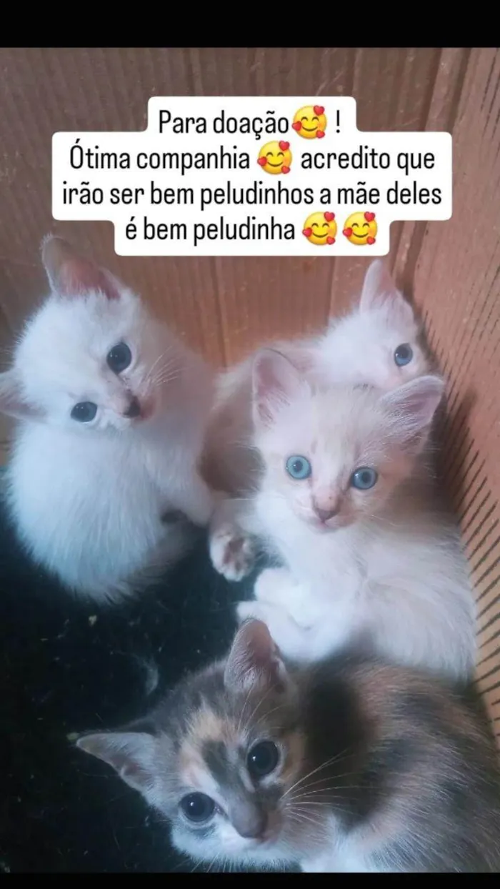 Gato ra a SRD-ViraLata idade Abaixo de 2 meses nome Gatos