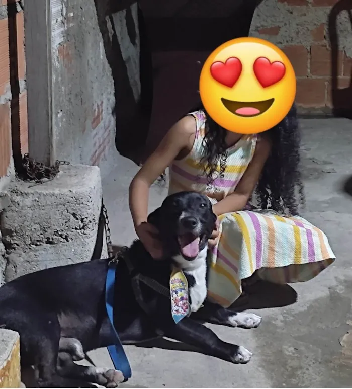 Cachorro ra a SRD-ViraLata idade 5 anos nome Layon 