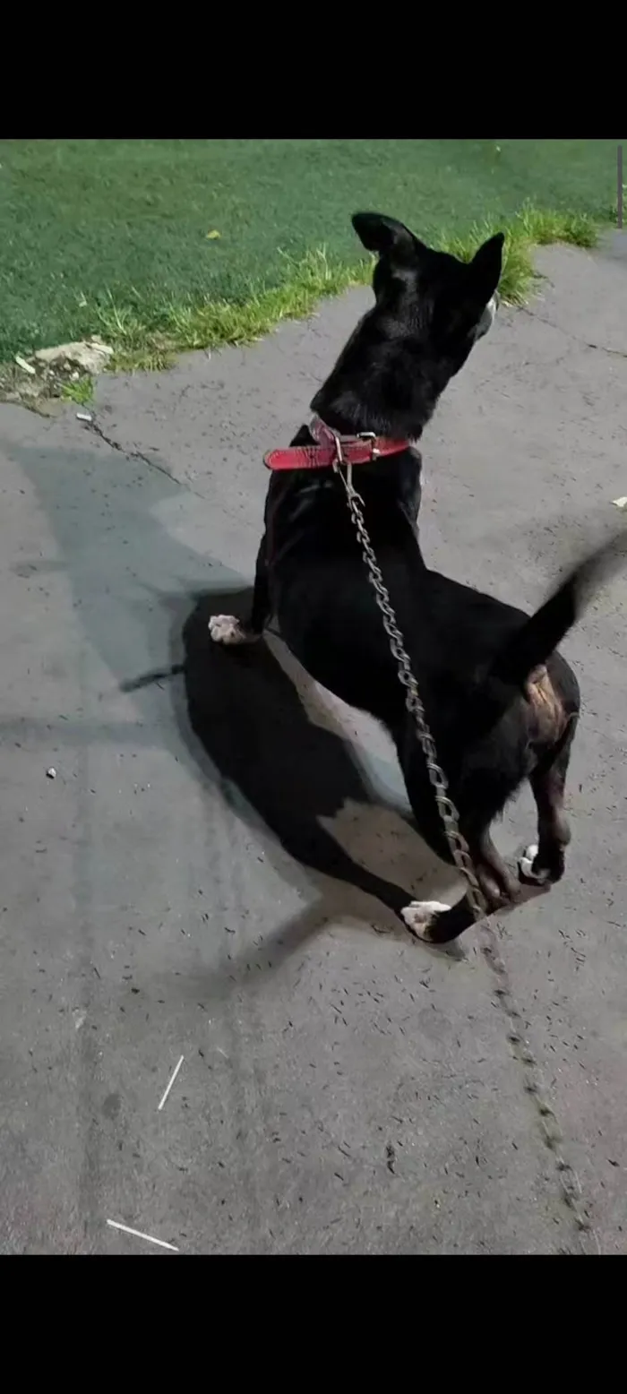 Cachorro ra a SRD-ViraLata idade 5 anos nome Layon 
