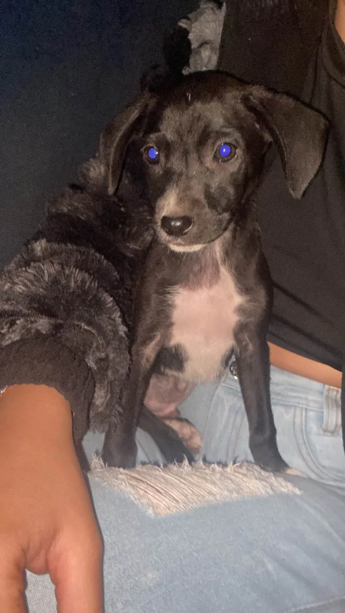 Cachorro ra a SRD-ViraLata idade Abaixo de 2 meses nome Kauan