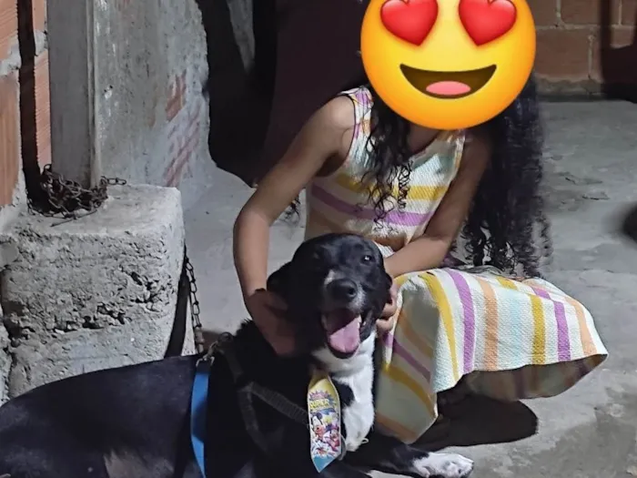 Cachorro ra a SRD-ViraLata idade 5 anos nome Layon 