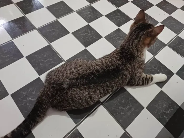Gato ra a SRD-ViraLata idade 1 ano nome Mini Gata