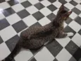 Mini Gata