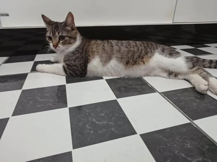 Gato ra a SRD-ViraLata idade 1 ano nome Mini Gata