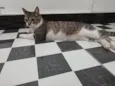 Mini Gata