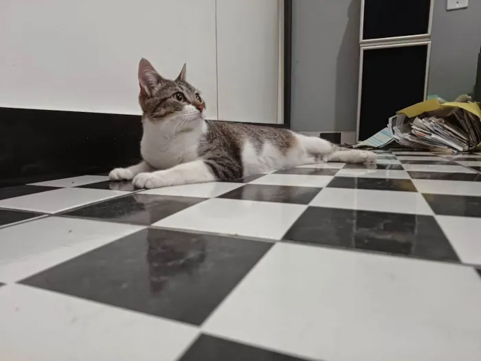 Gato ra a SRD-ViraLata idade 1 ano nome Mini Gata