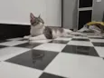 Mini Gata