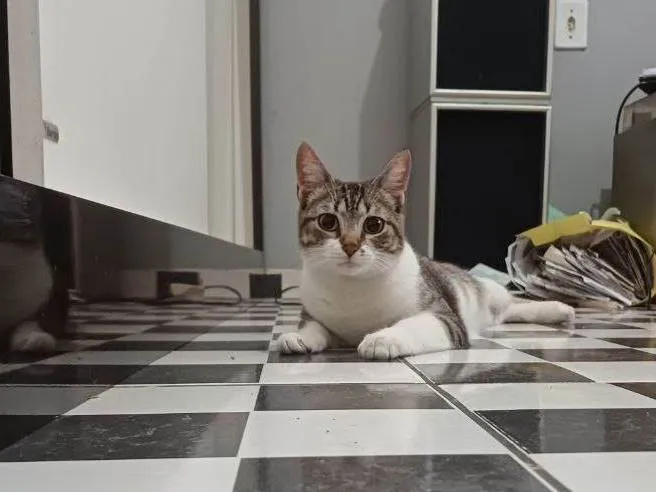 Gato ra a SRD-ViraLata idade 1 ano nome Mini Gata