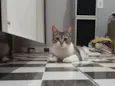 Mini Gata