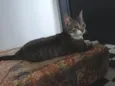Mini Gata