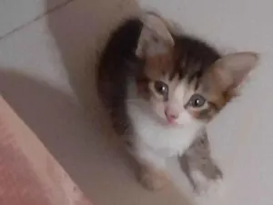 Gato raça SRD-ViraLata idade 2 a 6 meses nome Não tem