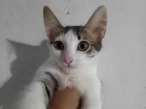 Gato raça SRD-ViraLata idade 2 a 6 meses nome Sem nome 