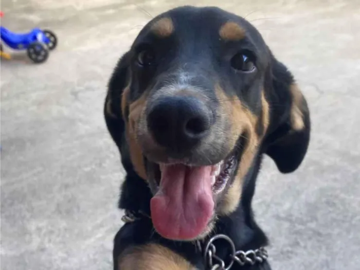 Cachorro ra a SRD-ViraLata idade 2 anos nome Apollo
