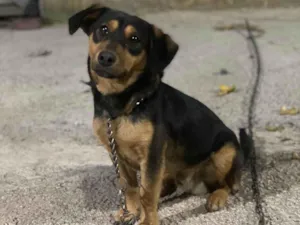 Cachorro raça SRD-ViraLata idade 2 anos nome Ralph