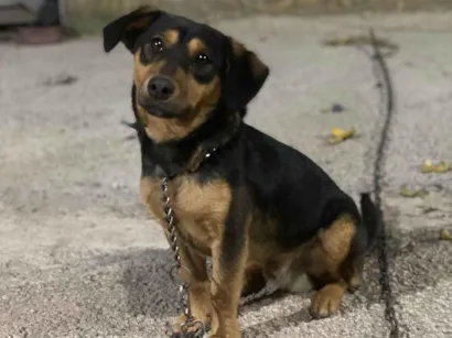 Cachorro raça SRD-ViraLata idade 2 anos nome Ralph