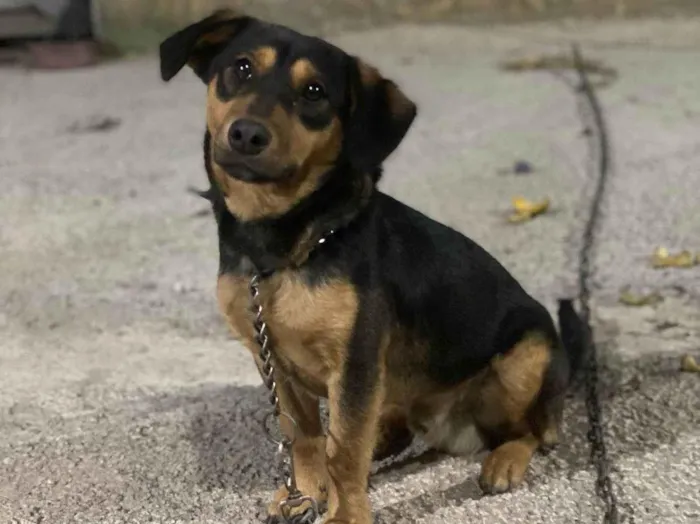 Cachorro ra a SRD-ViraLata idade 2 anos nome Ralph