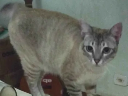 Gato raça SRD-ViraLata idade 2 anos nome Anya