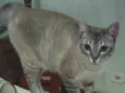Anya