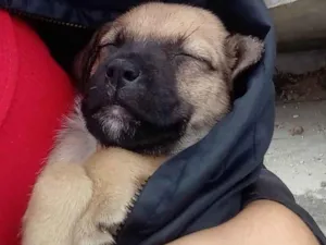 Cachorro raça SRD-ViraLata idade Abaixo de 2 meses nome Nina