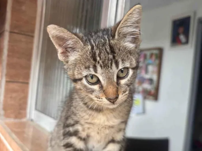 Gato ra a SRD-ViraLata idade 2 a 6 meses nome Gatos