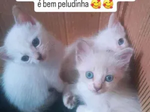Gato raça SRD-ViraLata idade Abaixo de 2 meses nome Gatos