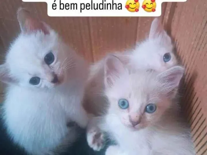Gato ra a SRD-ViraLata idade Abaixo de 2 meses nome Gatos