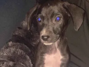 Cachorro raça SRD-ViraLata idade Abaixo de 2 meses nome Kauan