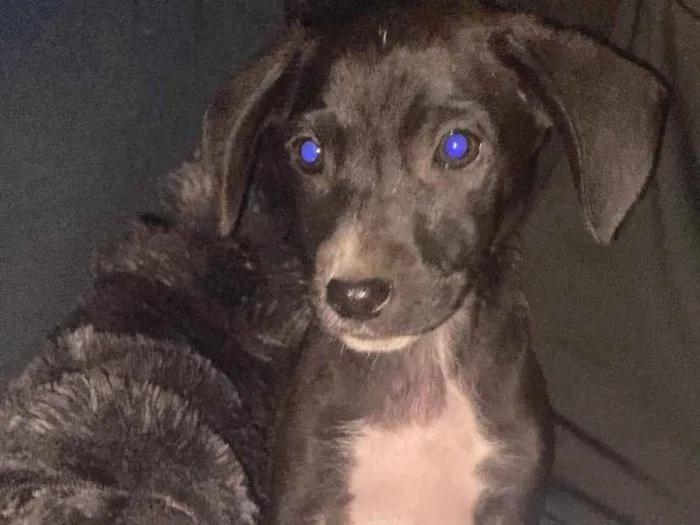 Cachorro ra a SRD-ViraLata idade Abaixo de 2 meses nome Kauan