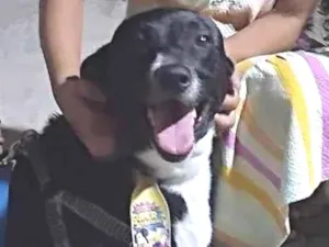 Cachorro raça SRD-ViraLata idade 5 anos nome Layon 