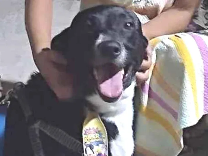 Cachorro ra a SRD-ViraLata idade 5 anos nome Layon 