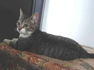 Gato raça SRD-ViraLata idade 1 ano nome Mini Gata