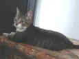 Mini Gata