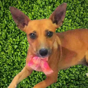 Cachorro raça SRD-ViraLata idade 2 anos nome Martinha 