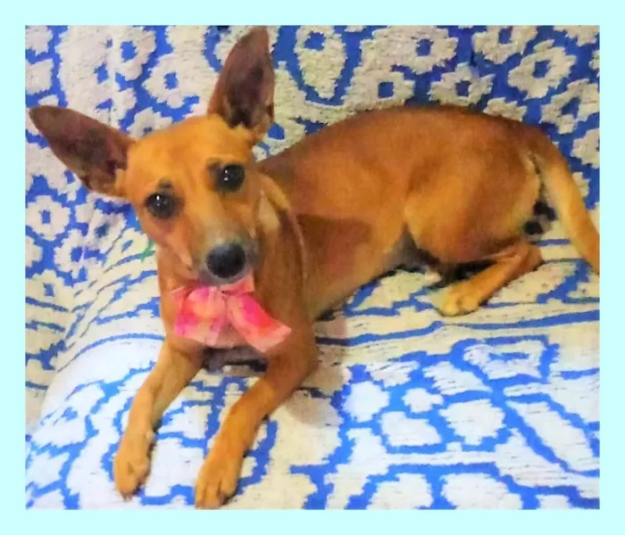 Cachorro ra a SRD-ViraLata idade 2 anos nome Martinha 
